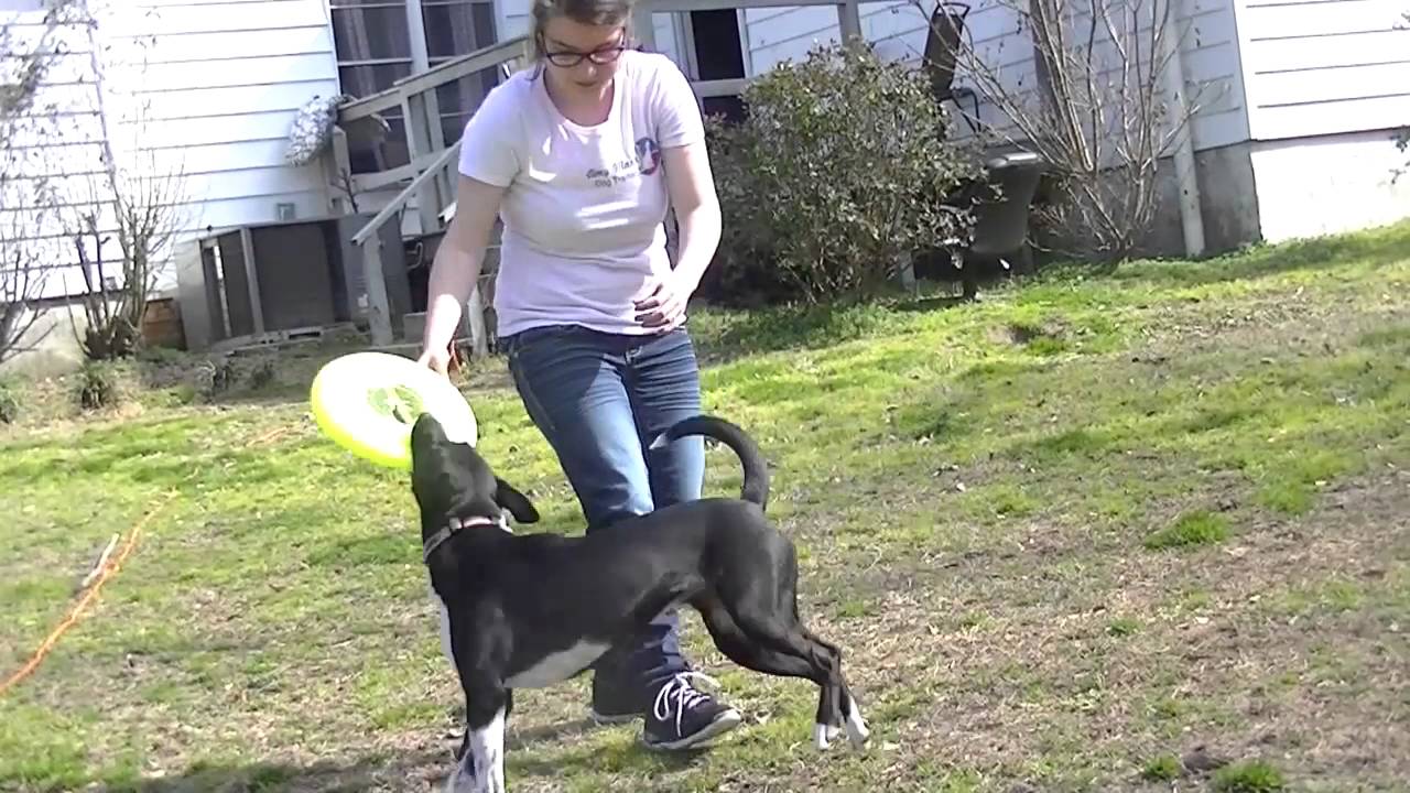 How To: Train your dog to catch a Frisbee in 6 steps