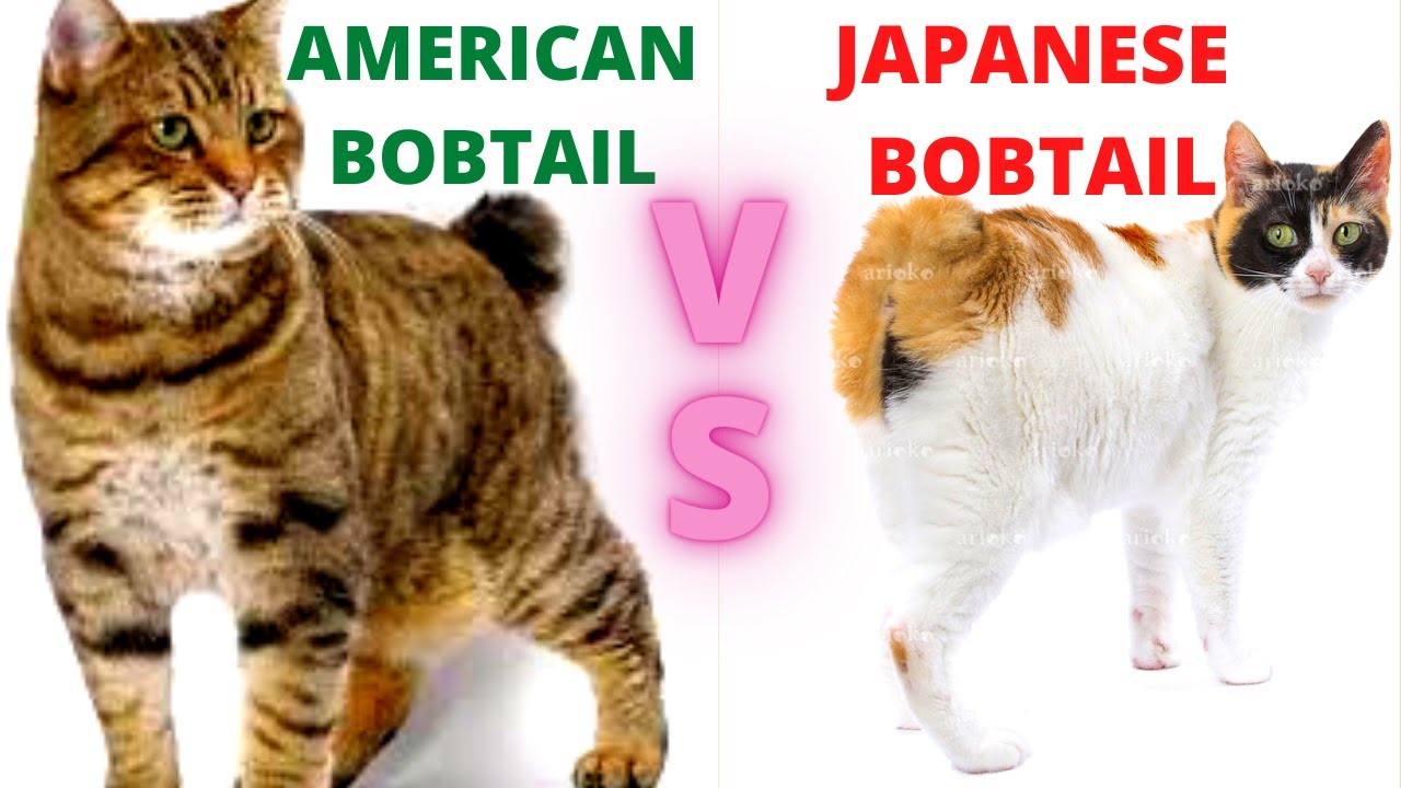 Should You Get an American Bobtail Cat or a Japanese Bobtail Cat? - (Breed Comparison)!