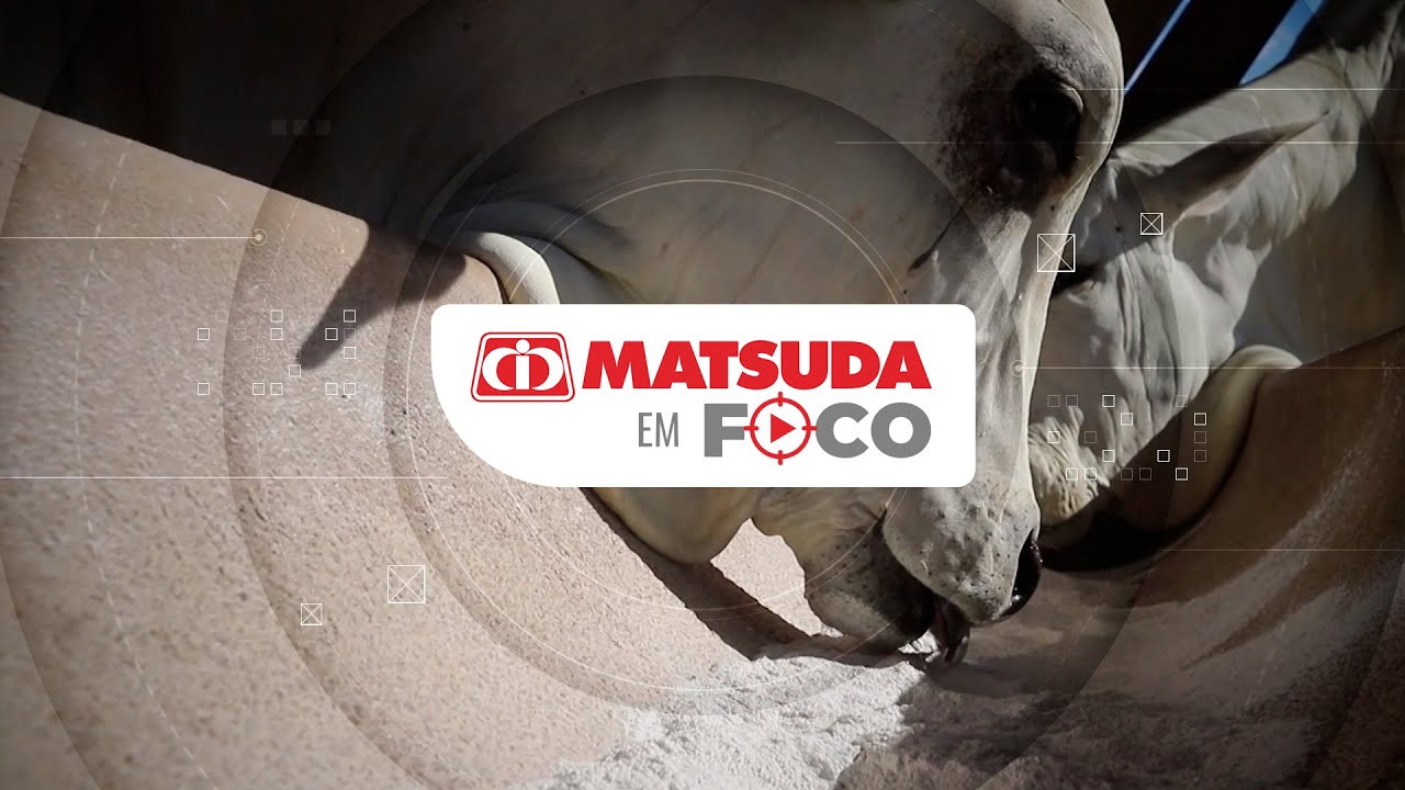 Matsuda em Foco l O impacto da suplementação mineral e proteica nas águas na reprodução de bovinos