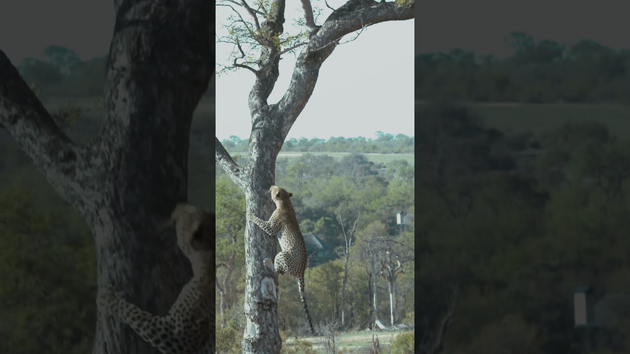 Lion Chases Leopard up Tree!