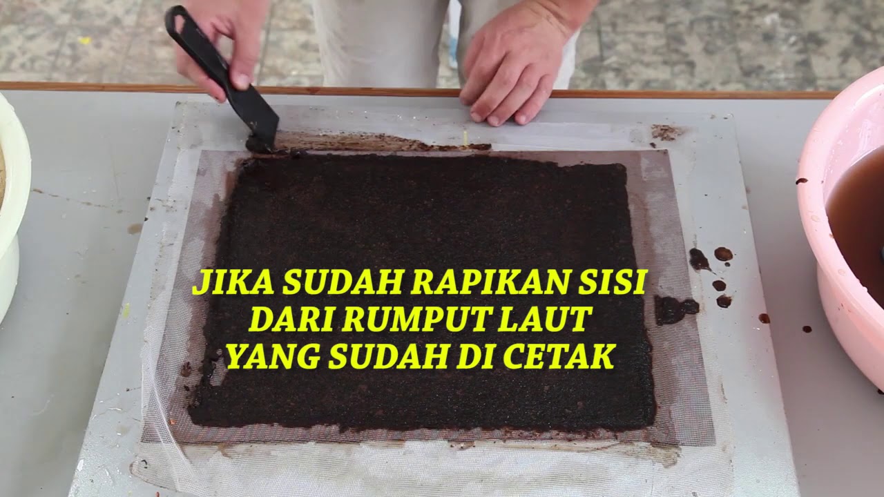 Cara membuat Nori makanan Khas Jepang, mengunakan rumput laut  Rumput laut Eucheuma cottoni