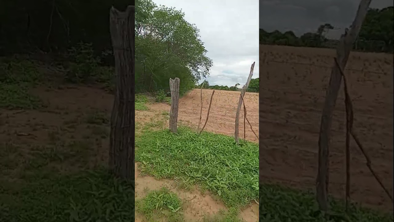 Olhando plantação milho feijão 