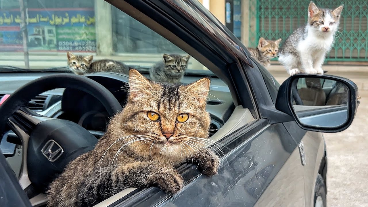 The stray cat and her kittens settled into a loving home, where they were cared for and happy.