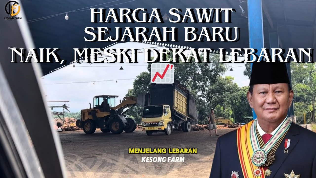 Harga sawit hari ini 16 maret 2026, setelah puluhan tahun baru ini harga sawit naik dekat lebaran