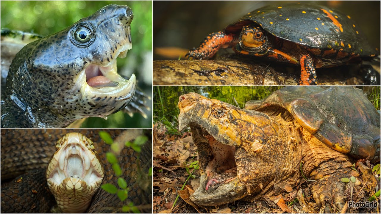 Alligator Snappers, Eastern Indigo, Spotted Turtles and MORE!! INSANE Herping March 2024
