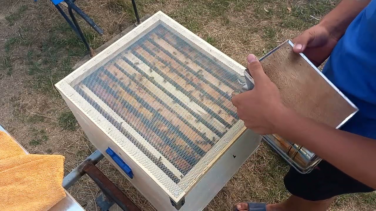 Astăzi umblarăm la roiuri