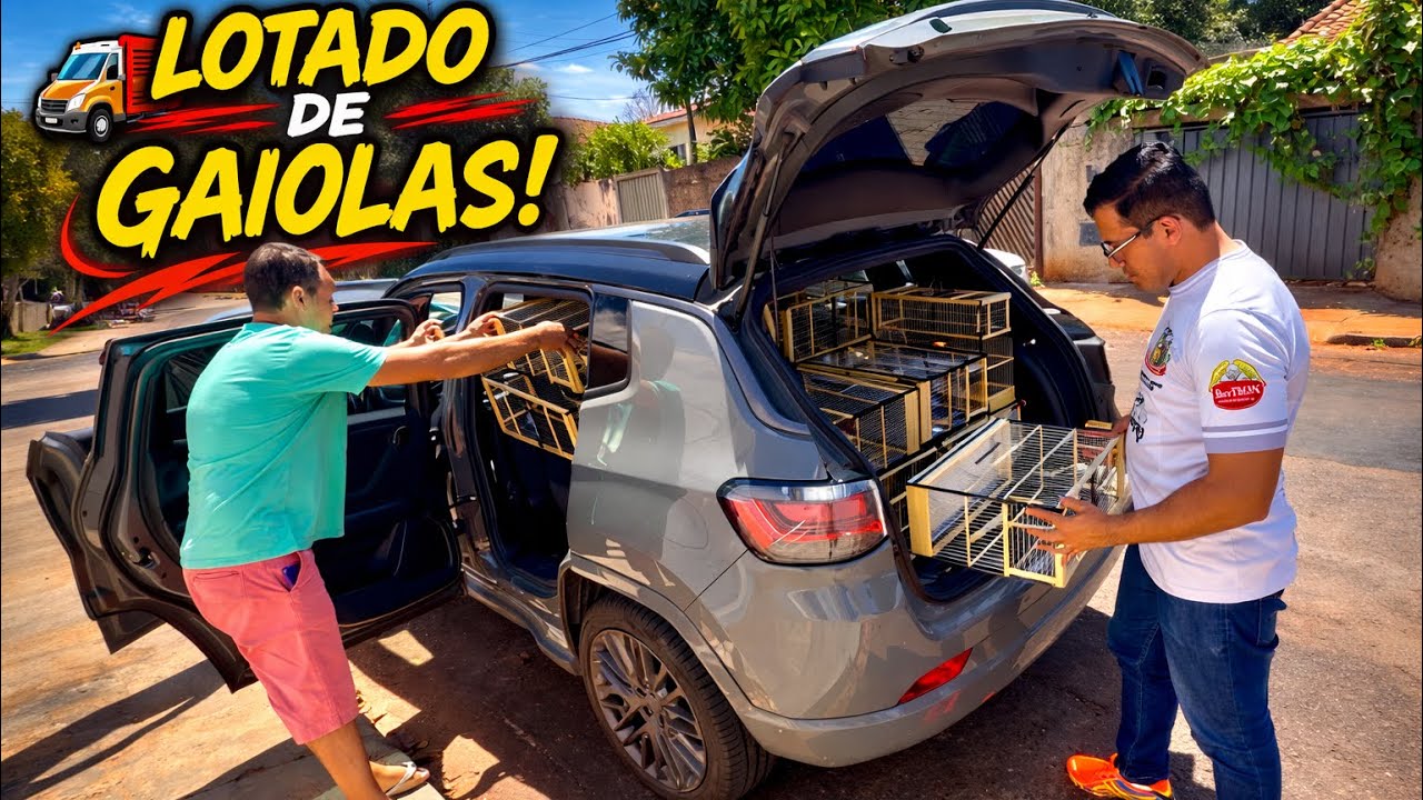 🚚🐦 LEVEI um CARRO LOTADO de GAIOLAS para OUTRO CRIATÓRIO de COLEIRO PAPA-CAPIM!