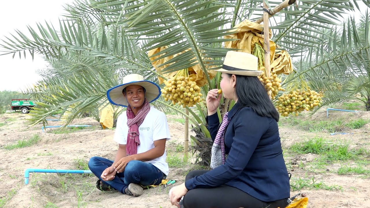 AGRICULTURE/កម្មវិធី កសិកម្ម : Date Palm/ដំណាំល្ម៉ើ Eps. 02