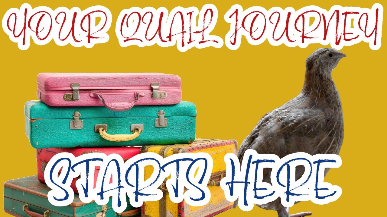 Getting Started With Quail - A Beginner's Guide