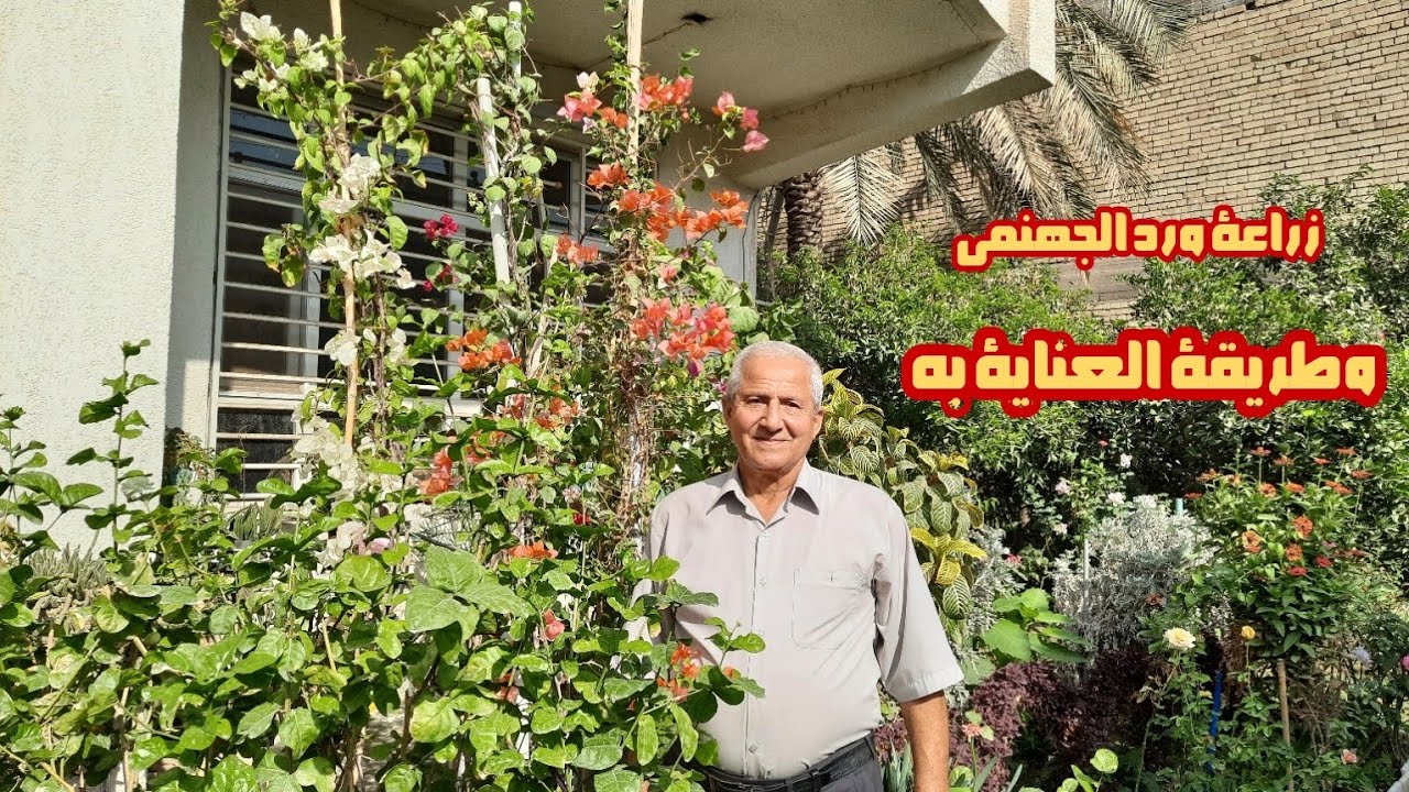نشاطي الصباحي وتجربة زراعة ورد الجهنمي او الجهنمية في السنادين اي الاصص 