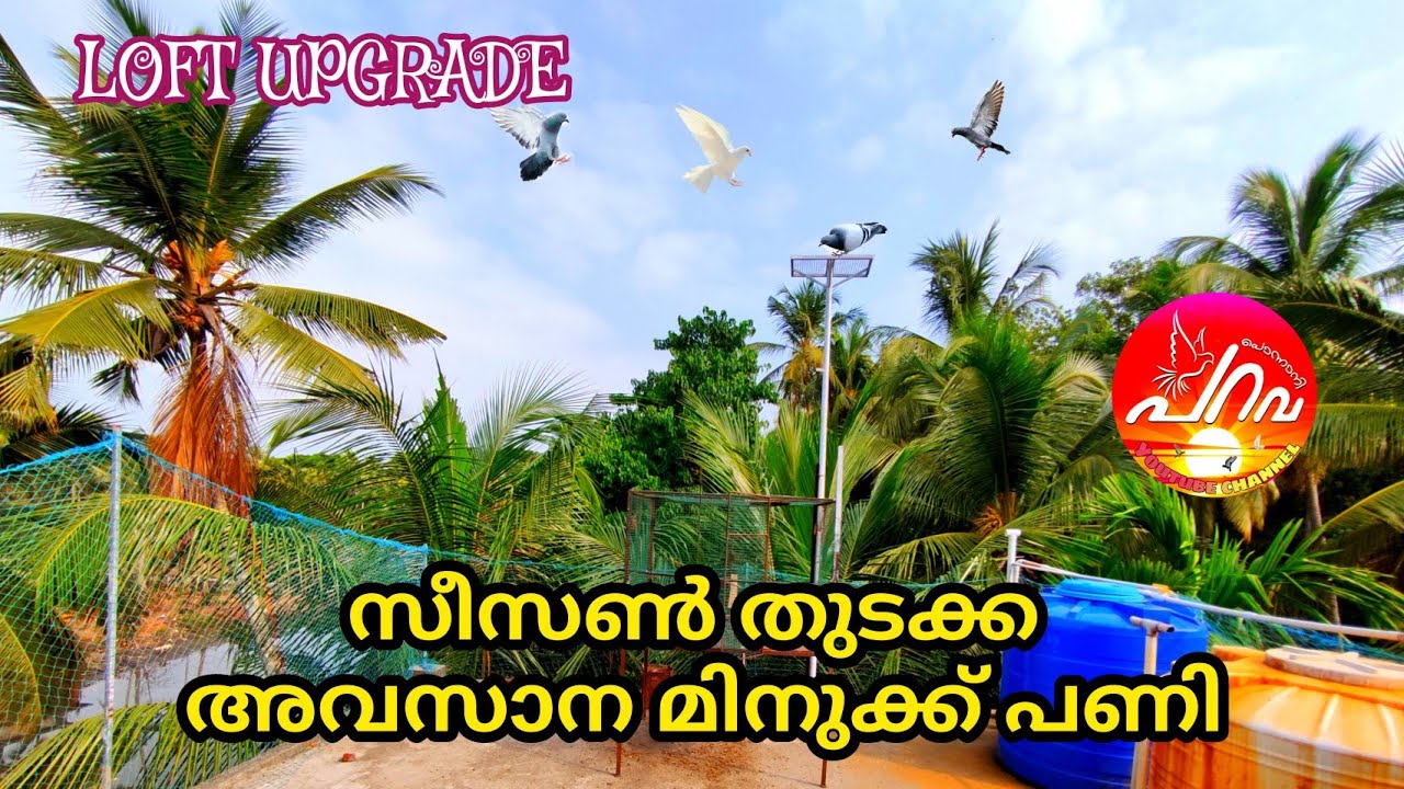 ഇതോടെ എല്ലാം പൂര്‍ത്തിയായി new LOFT UPGRADE. #kerala #PIGEONS #ponnaniparava #video #youtube