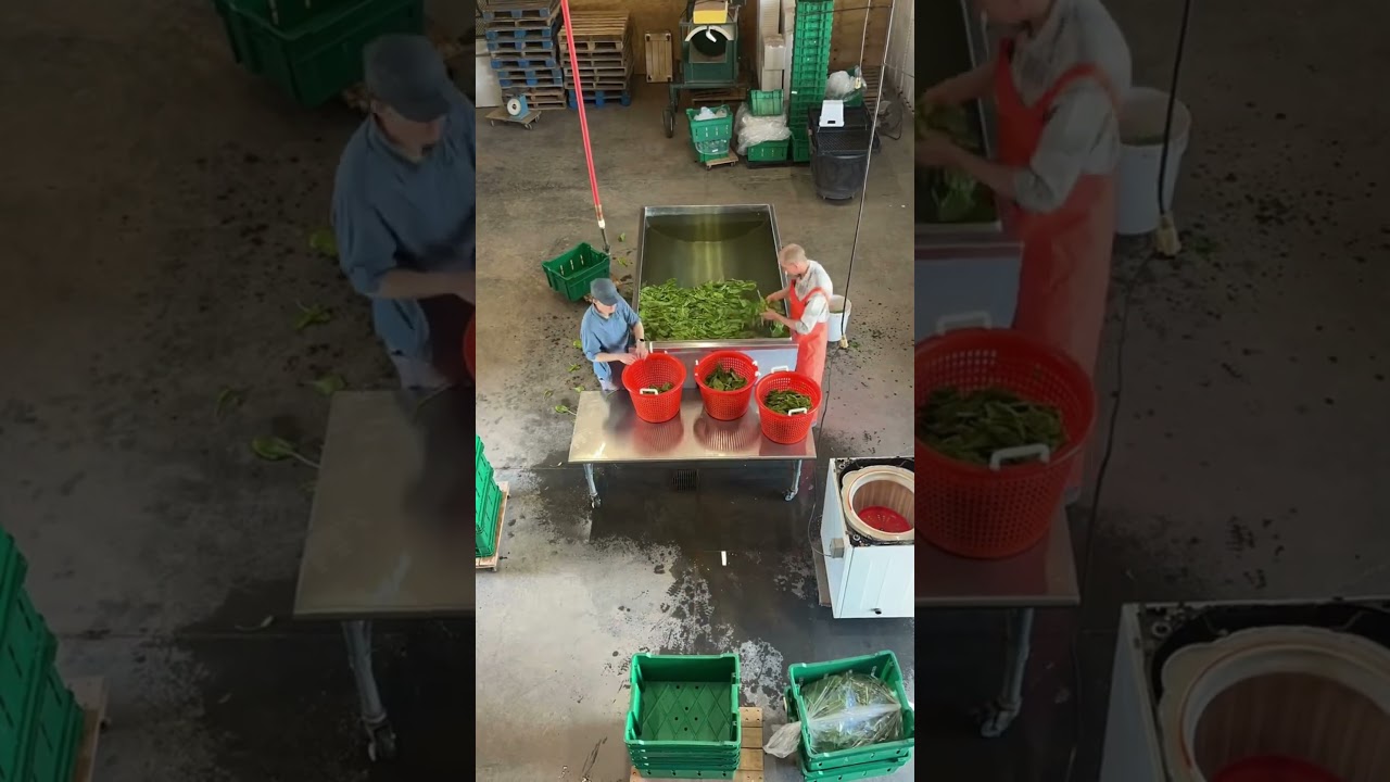 Spinach Washing  #garden #food #agriculture #food