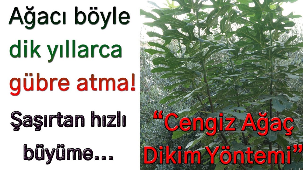 Hızlı büyüten yeni ağaç dikim yöntemi