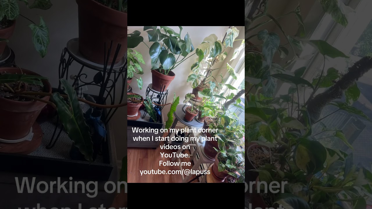 #plantmom