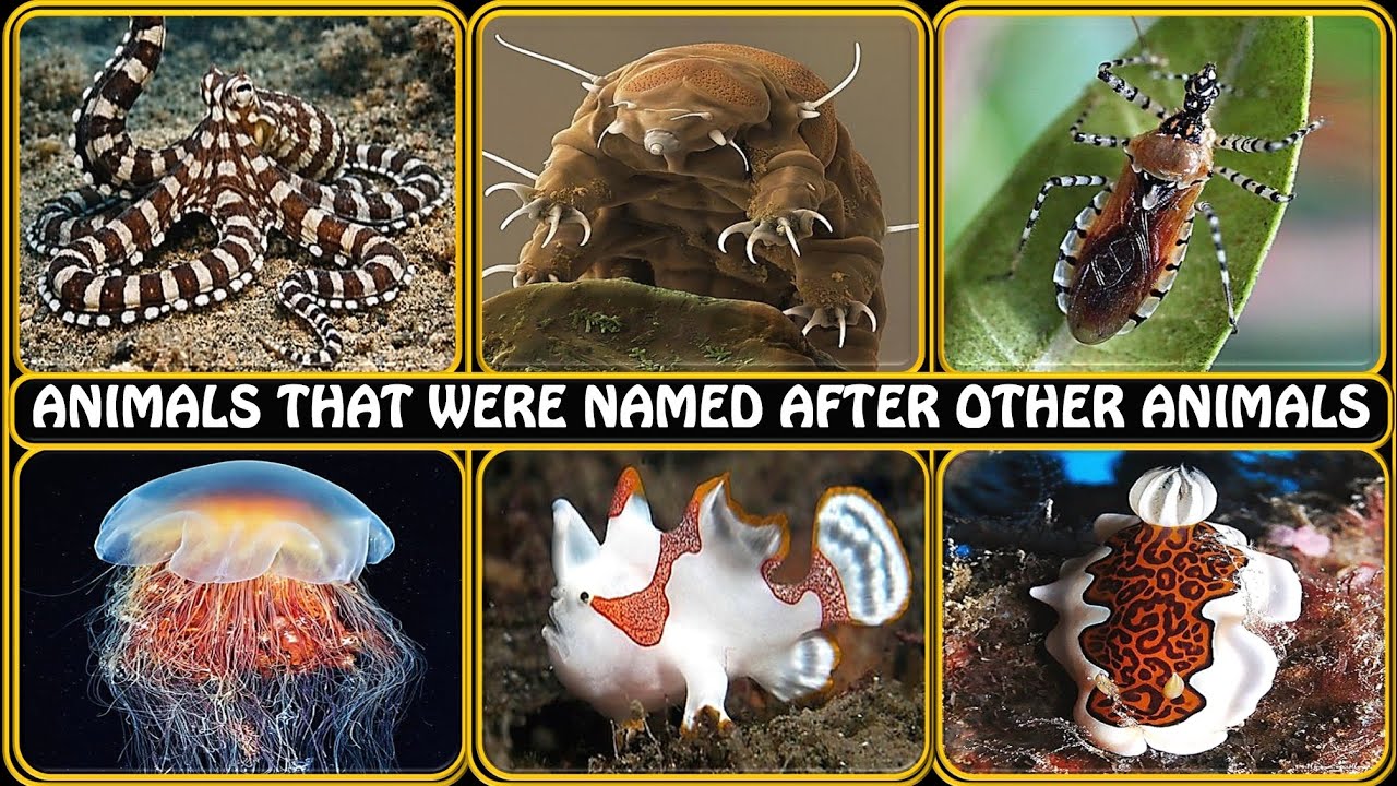 Animals Named After Other Animals (And Why) 🐾🌍
