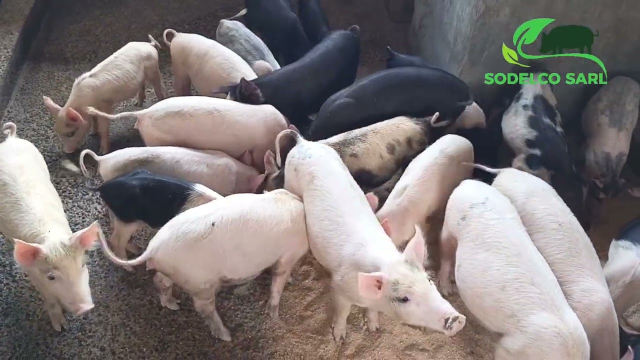 Est ce qu'il est mieux de prendre un porc 🐷 croisé, que d'acheter un mâle et une femelle ?