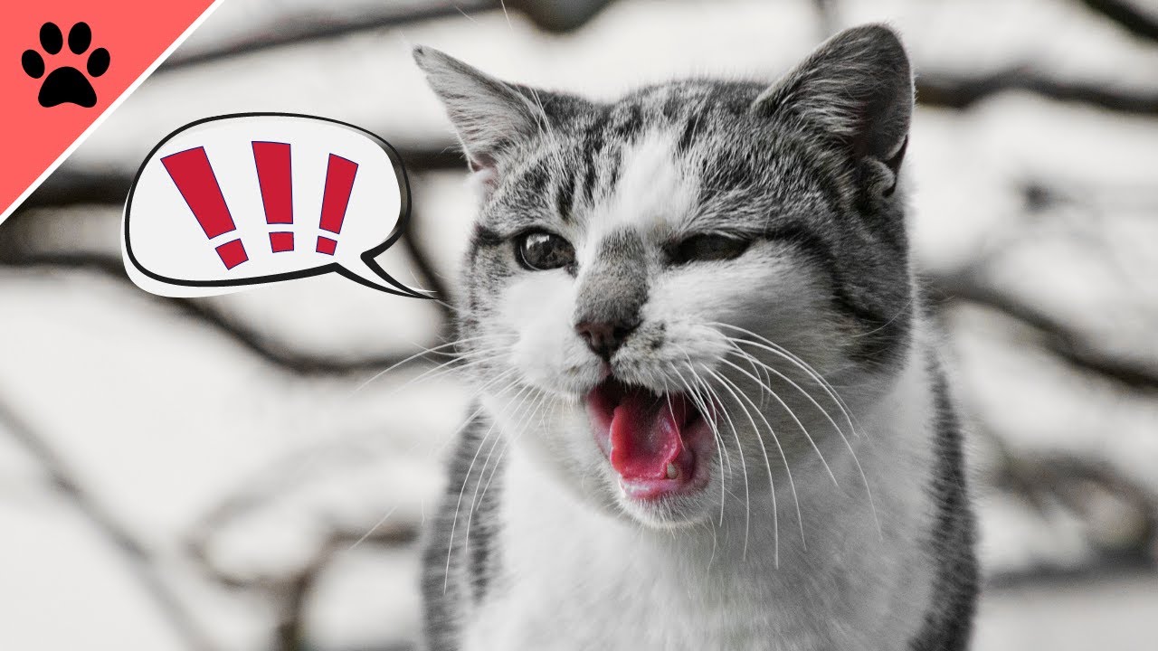 DIESE Art von MIAUEN, darfst du NIEMALS ignorieren!