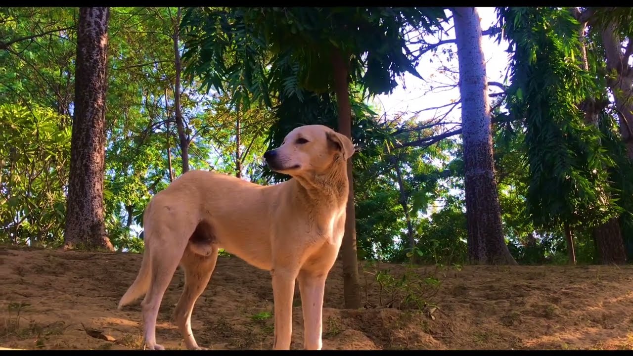 Cute poor streed dog in forest | desi kutta dog in jungle