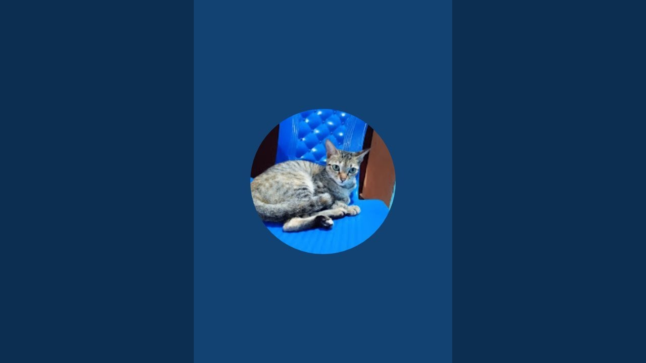 lovable  pets  is live