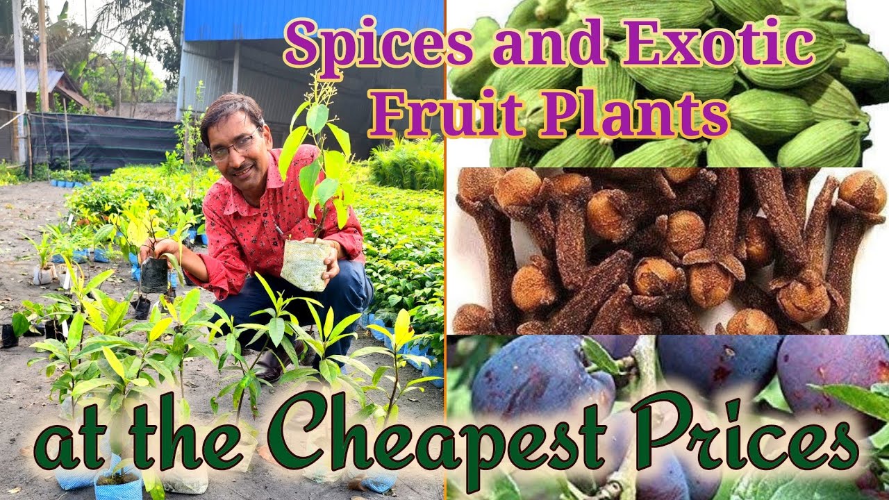 All the Spices and Exotic Fruit plants available here at the Cheapest prices