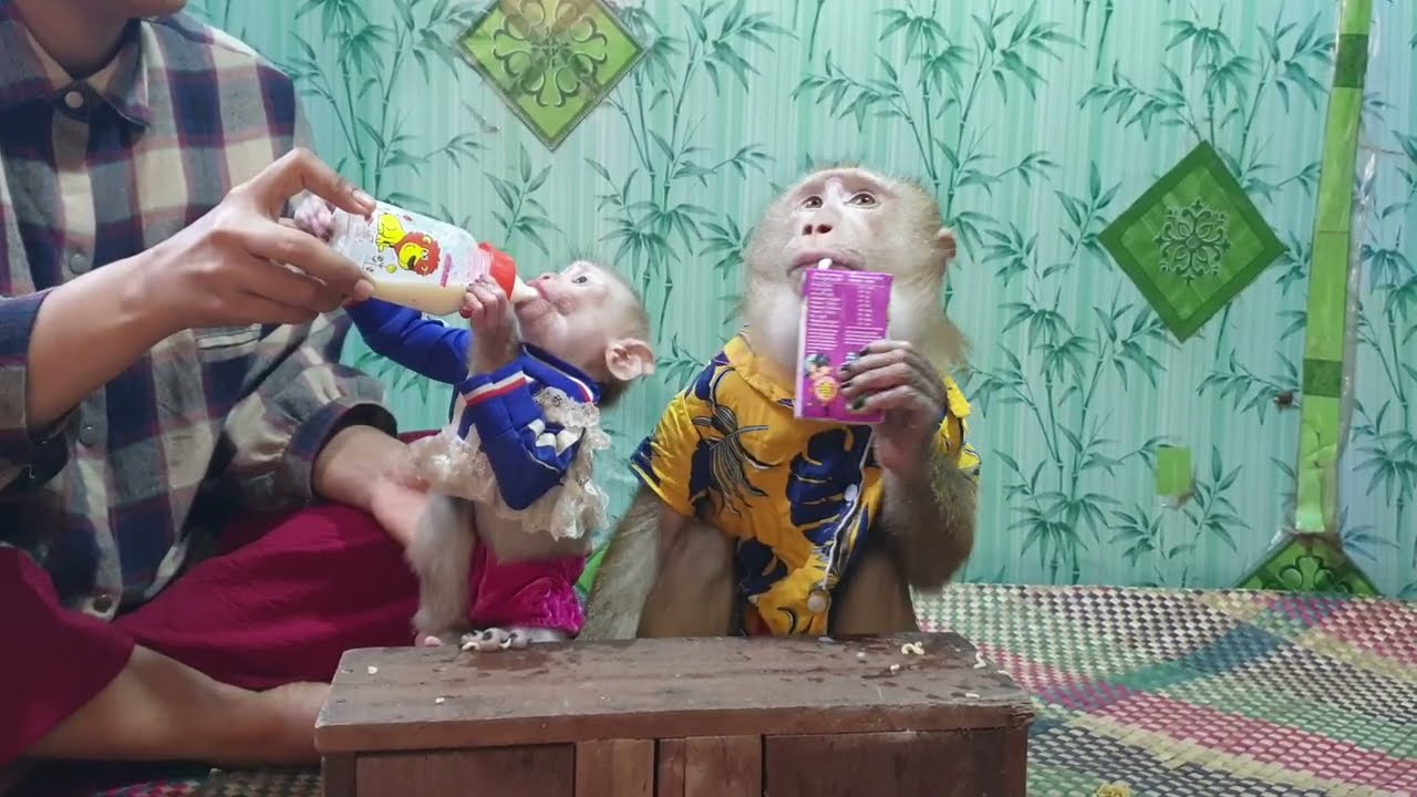 Mom Feeding monkey Yoko and little Yoya