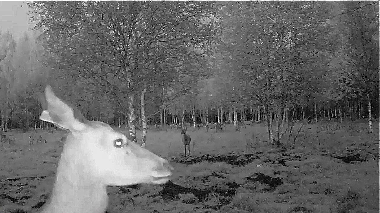 Звери. Красный Бор. Ночь. Mammals. Krasny Bor. Night.