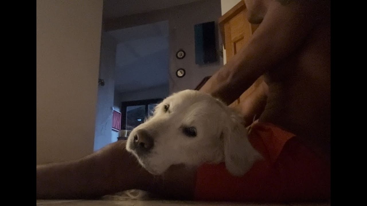Golden Retriever Cuddles | Relaxing & Heartwarming Dog Moments #goldenretriever #relaxingdog #chill