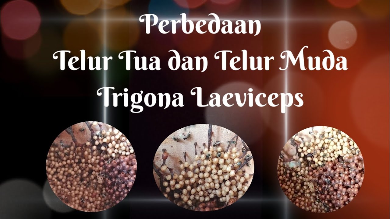 Perbedaan Telur Tua dan Telur Muda Trigona Laeviceps