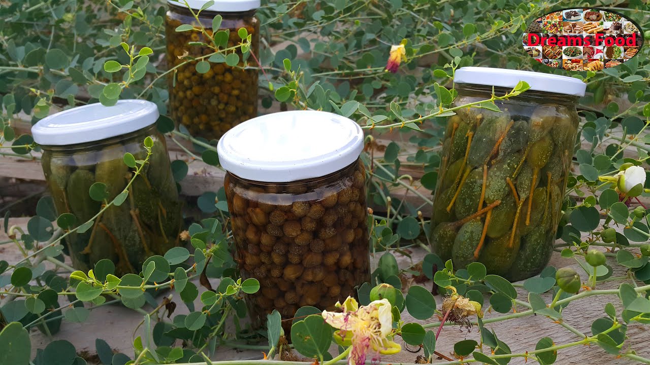 How pickling capers and its fruits كيف تخلل حبوب القبار وثماره - الكبر - الشفلح