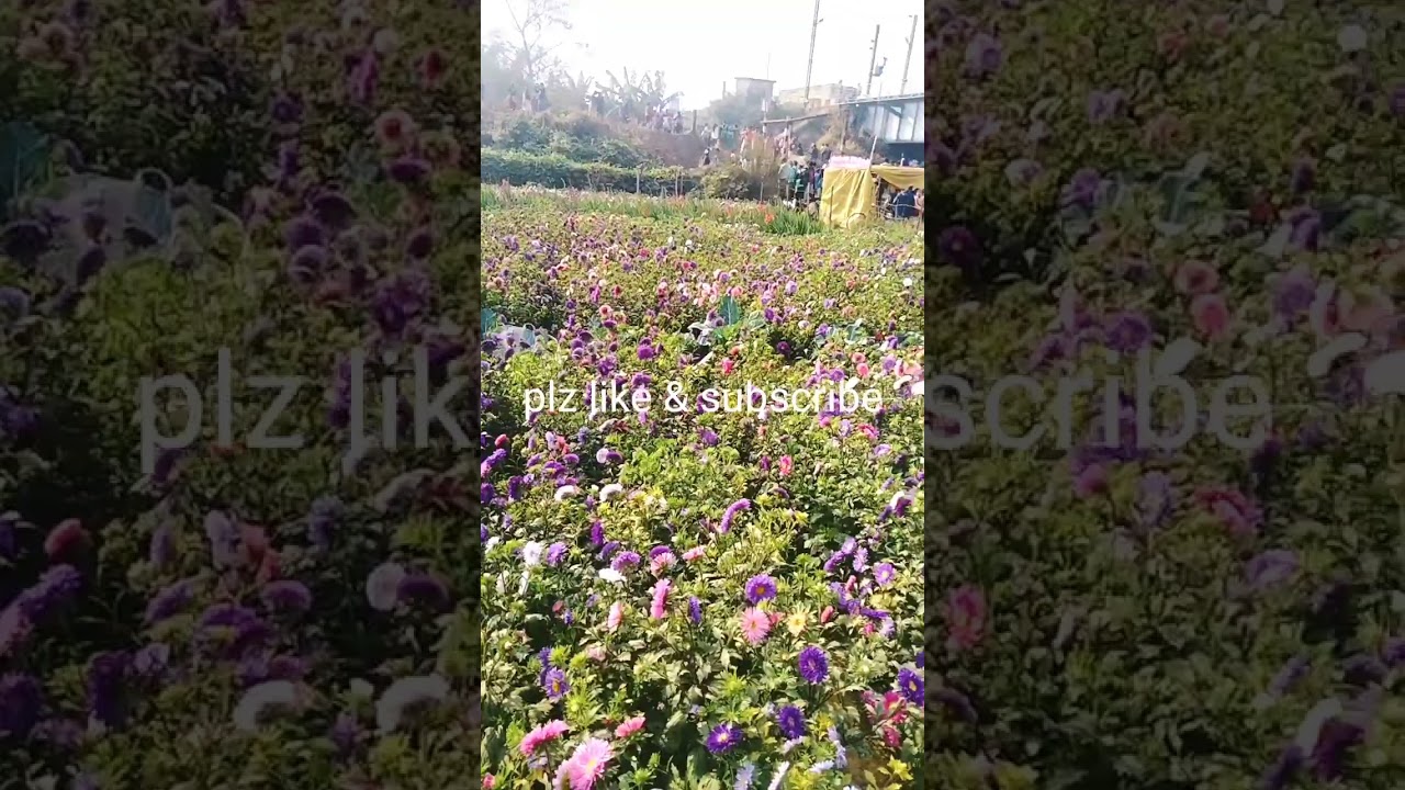 Winter Flower Garden #shorts #shortvideo #viral #video #youtubeshorts #gardenhomekgp