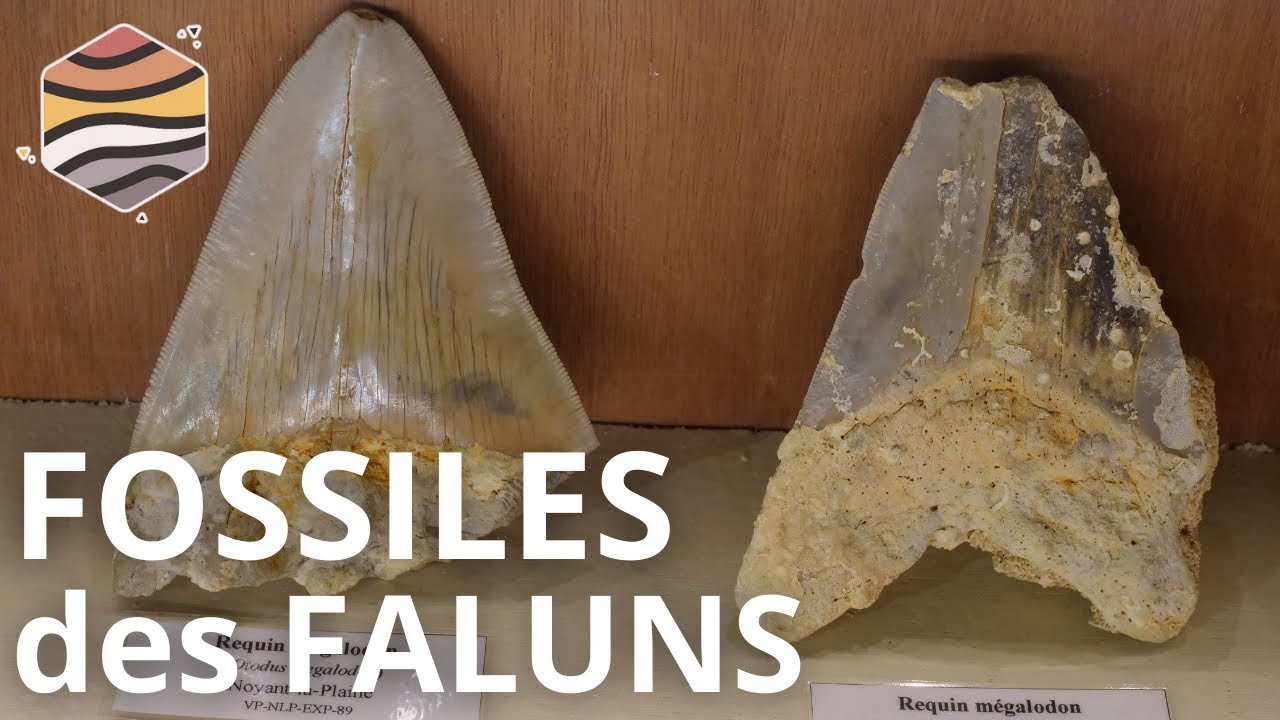 DÉCOUVRIR les FOSSILES des FALUNS de l'ANJOU : EXPOSITION de VALENTIN PRUGNEAUX