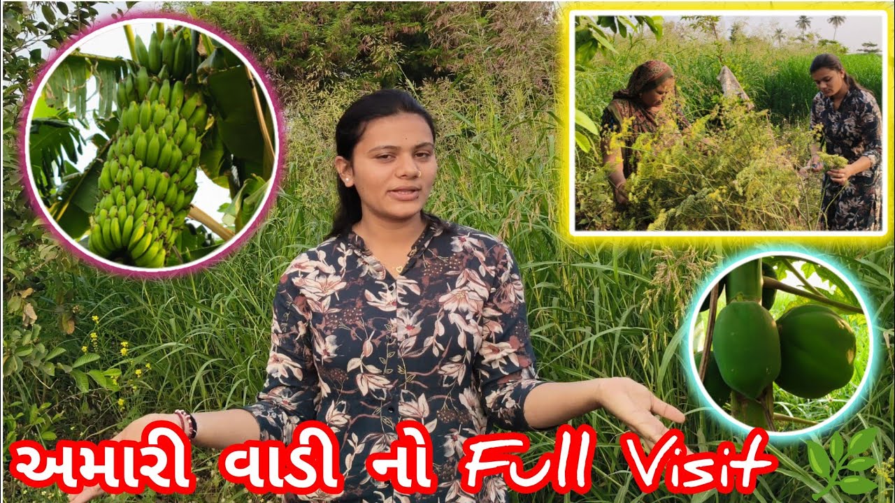 અમારી વાડી નો Full Visit | Banana & Papaya Farming | Gujarati Village Vlog 🌿