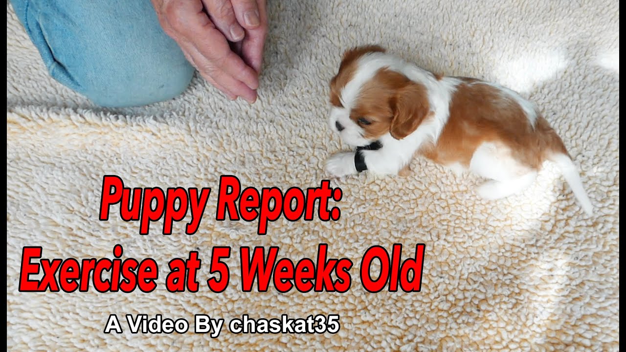 Puppy Report: Exercise at 5 Weeks Old