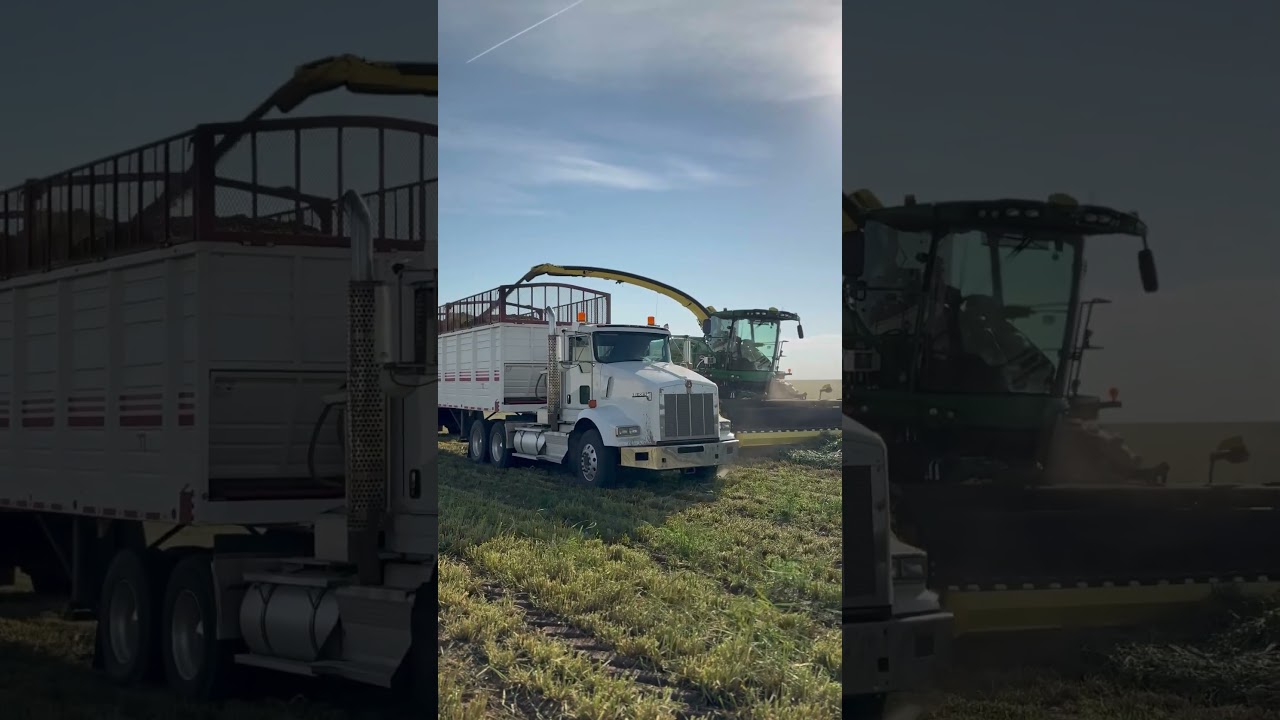 THE COMBINE HARVESTER IS LOADING THE TRUCK