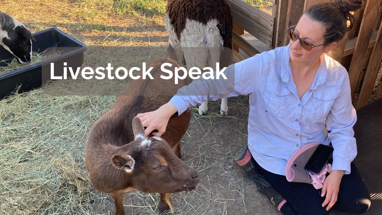 S1E11: Livestock Speak | Chip 🐐, Huckleberry 🐏, Isabelle 🐑 | Melissa Schubert