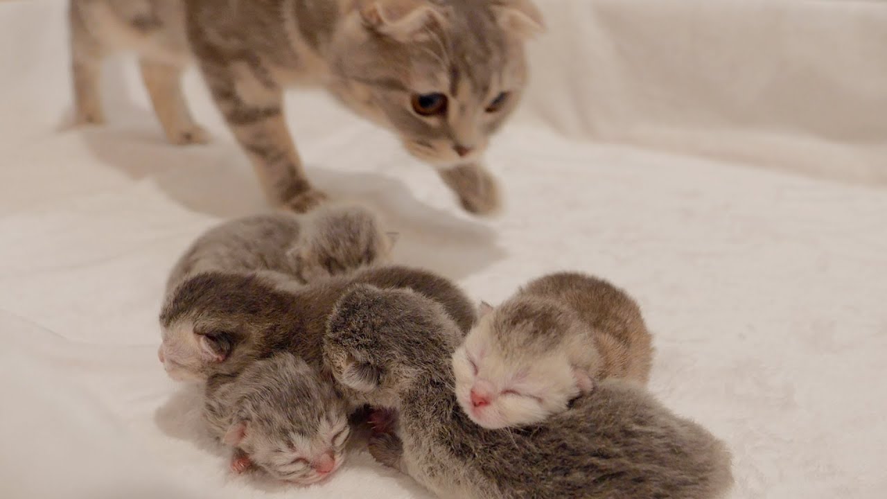 Call the mother cat loudly and the baby kitten will sleep when its stomach is full.