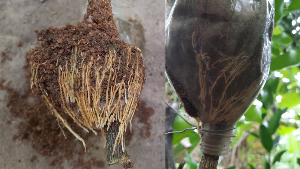 Como fazer alporquia de laranja