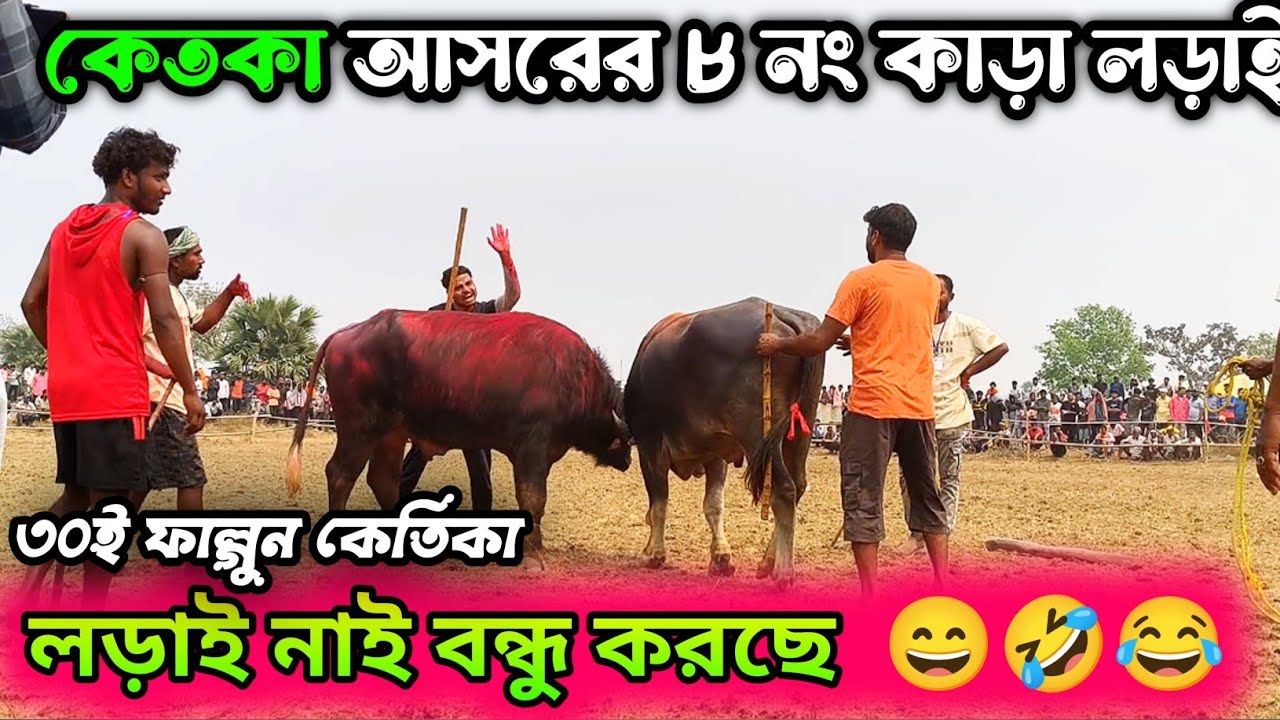 ৩০ই ফাল্গুন কেতিকা আসরের ৮ নং কাড়ার লড়াই || লড়াই নাই বন্ধু করছে 😄🤣😂 #কাড়া_লড়াই #kara_lorai 
