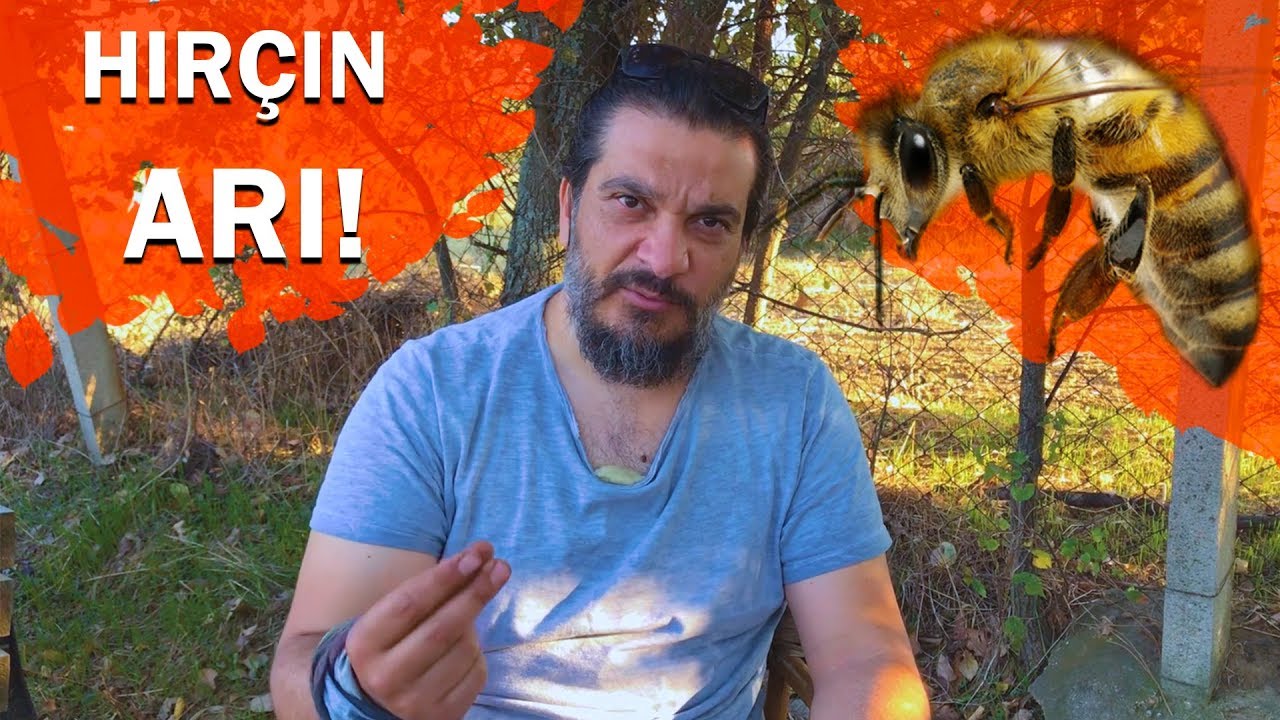 Hırçın Arının Sebebi Nedir? Nasıl Sakinleştirilir?