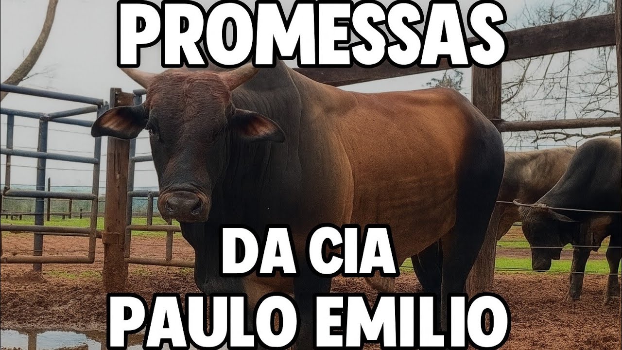 PROMESSAS DA CIA PAULO EMILIO