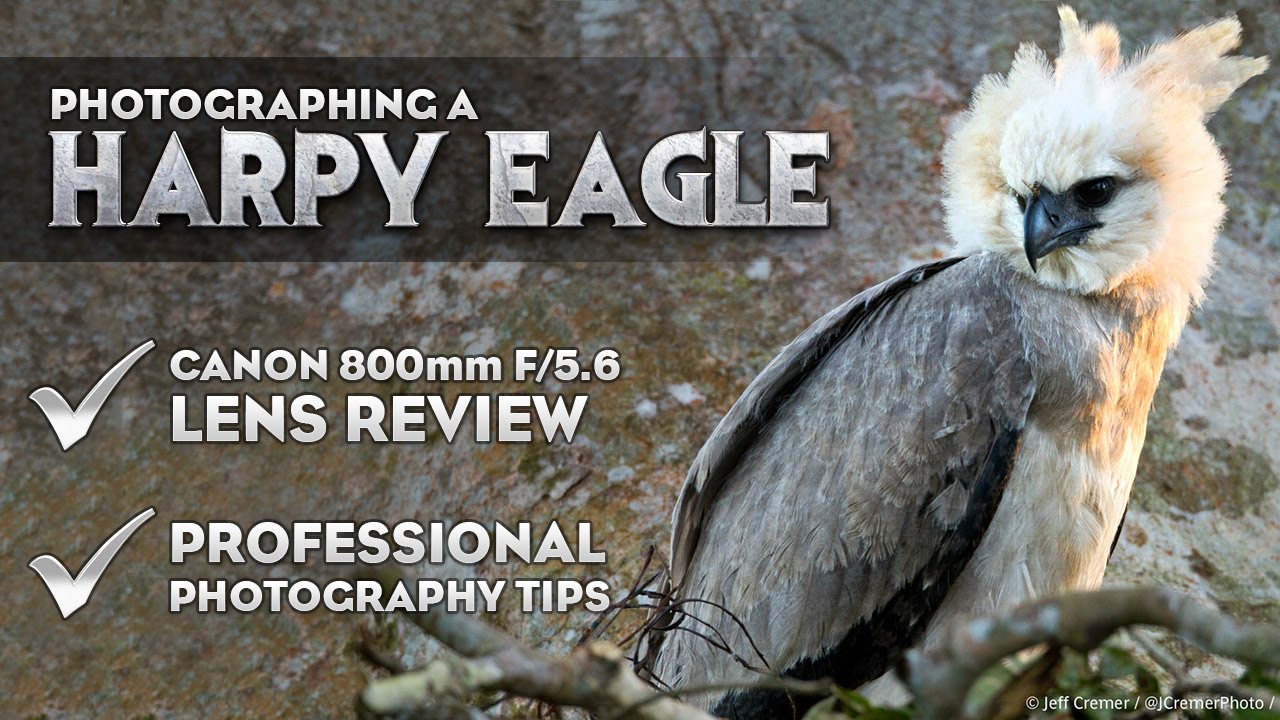 Photographing A Harpy Eagle + Canon 800mm f5.6 Lens Review and Photography Tips