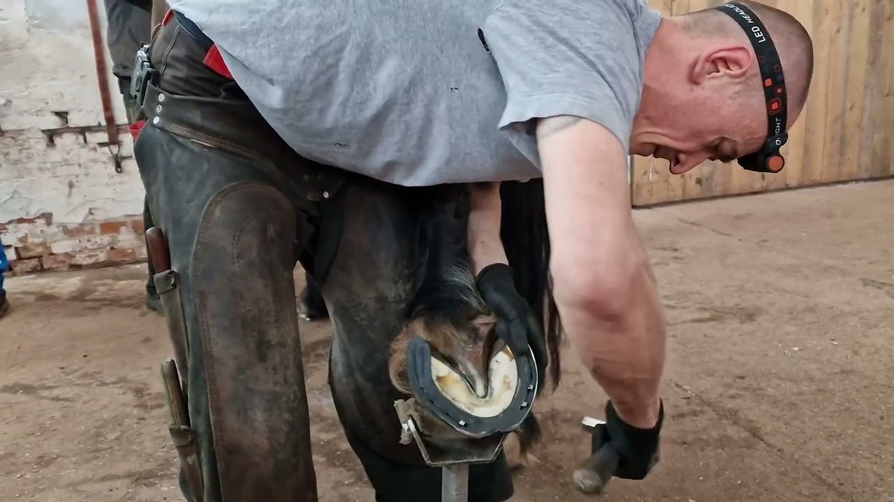 Zkoušky CE-F (Certified Euro-Farrier) Podkovari.cz
