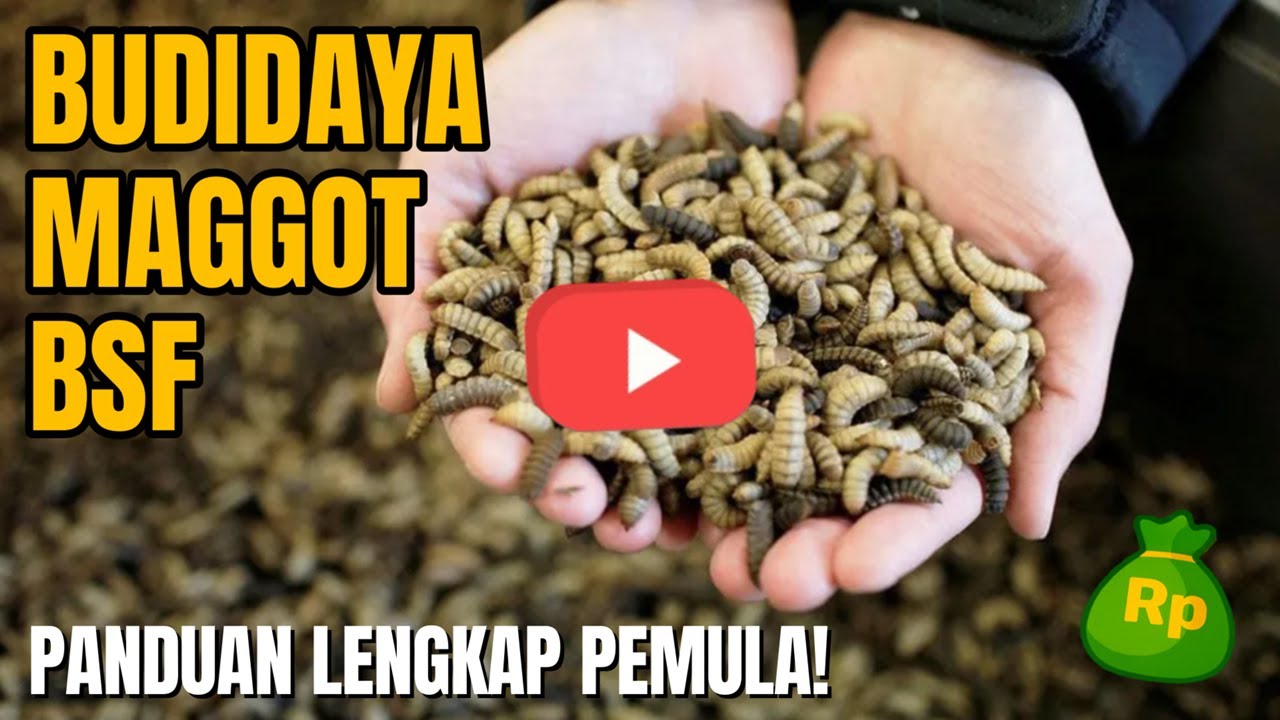 Budidaya Maggot BSF: Panduan Lengkap Pemula!