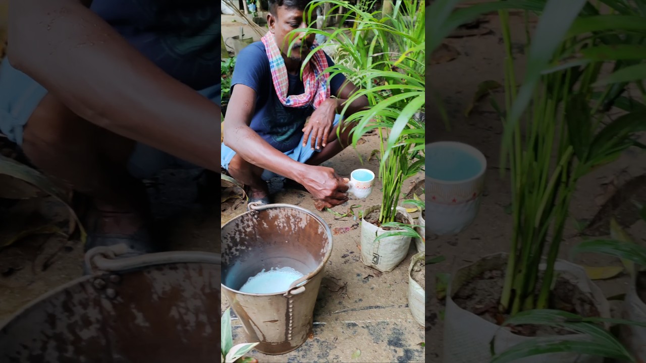 Areca Palm Care: How to Save Dying Erica Palm #shorts #short #shortvideo #gardening
