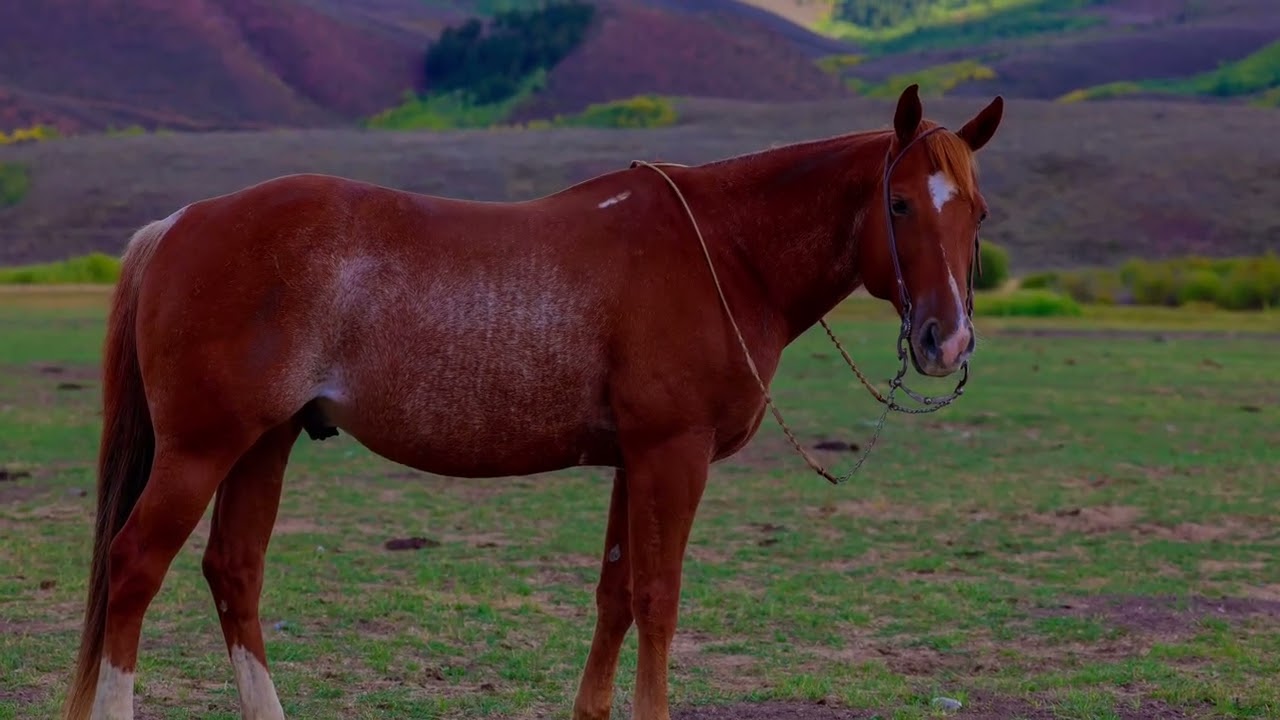 POPS WYO Ranch horse sale