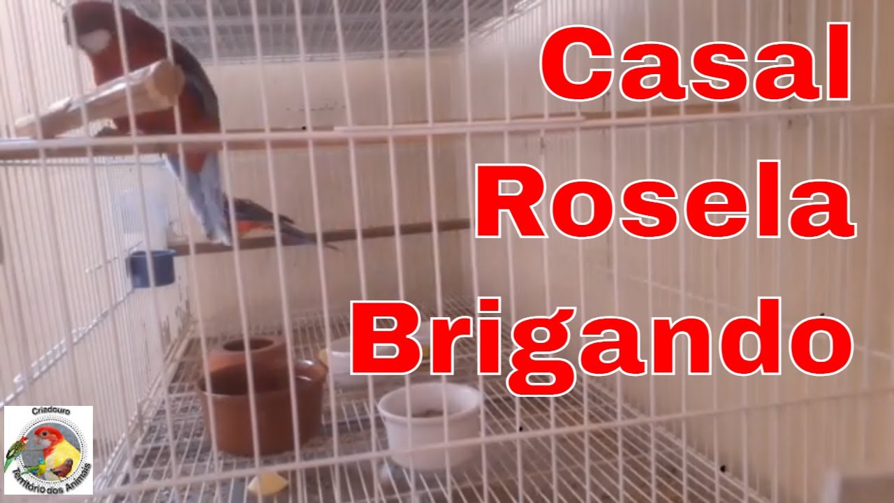 Casal de Rosela brigando