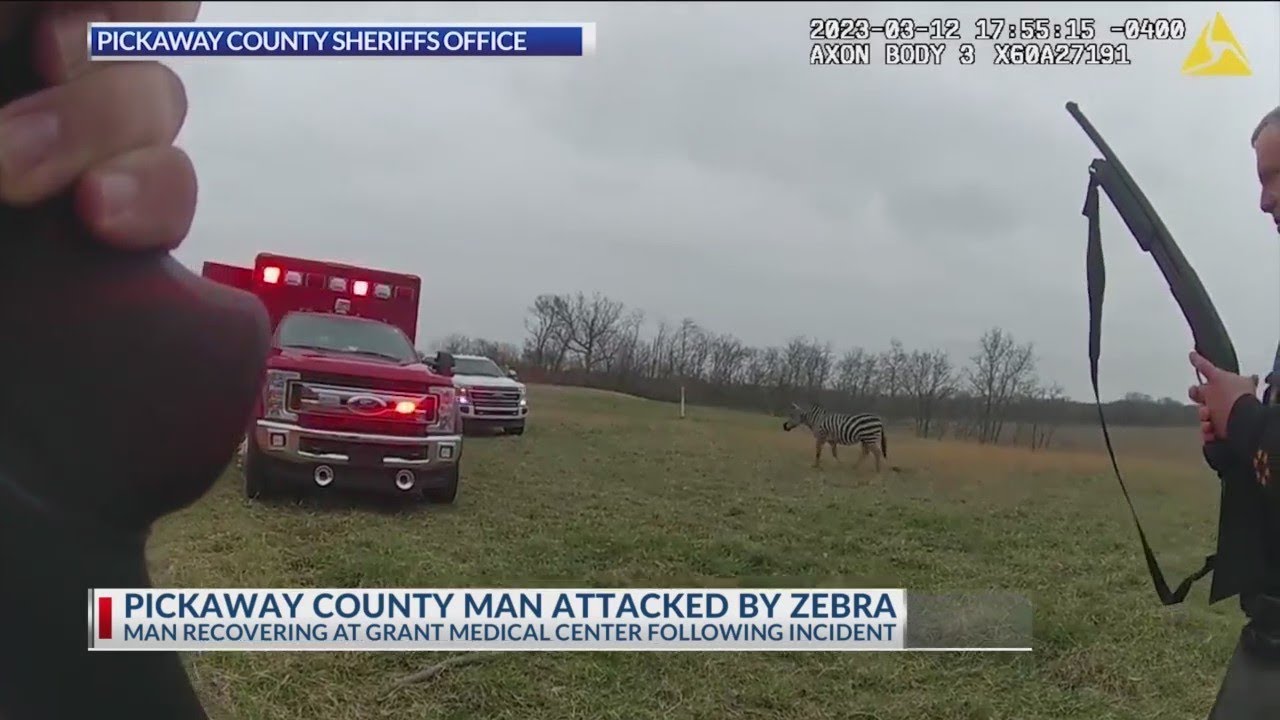 Zebra bites man’s arm in Pickaway County before being put down