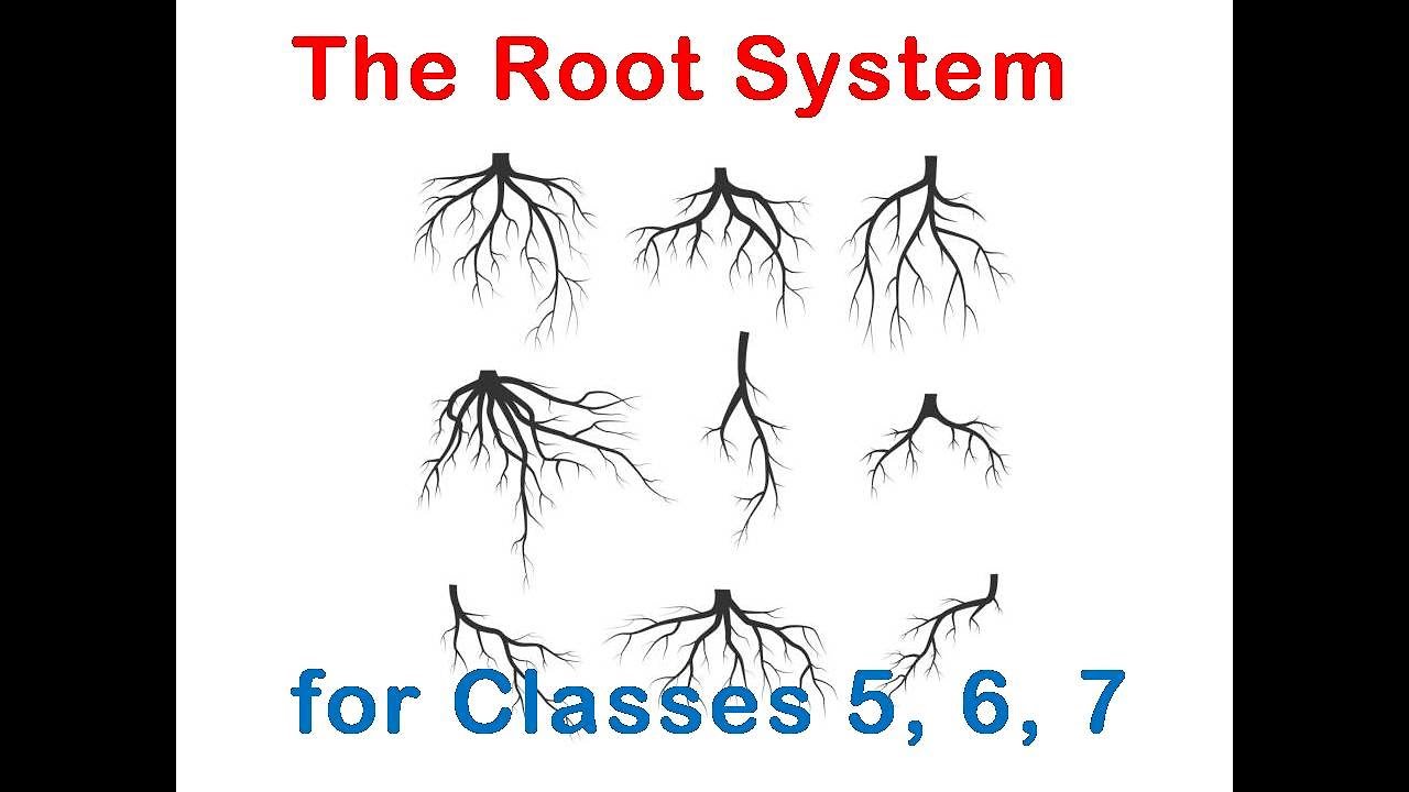 RootSystem for Juniors