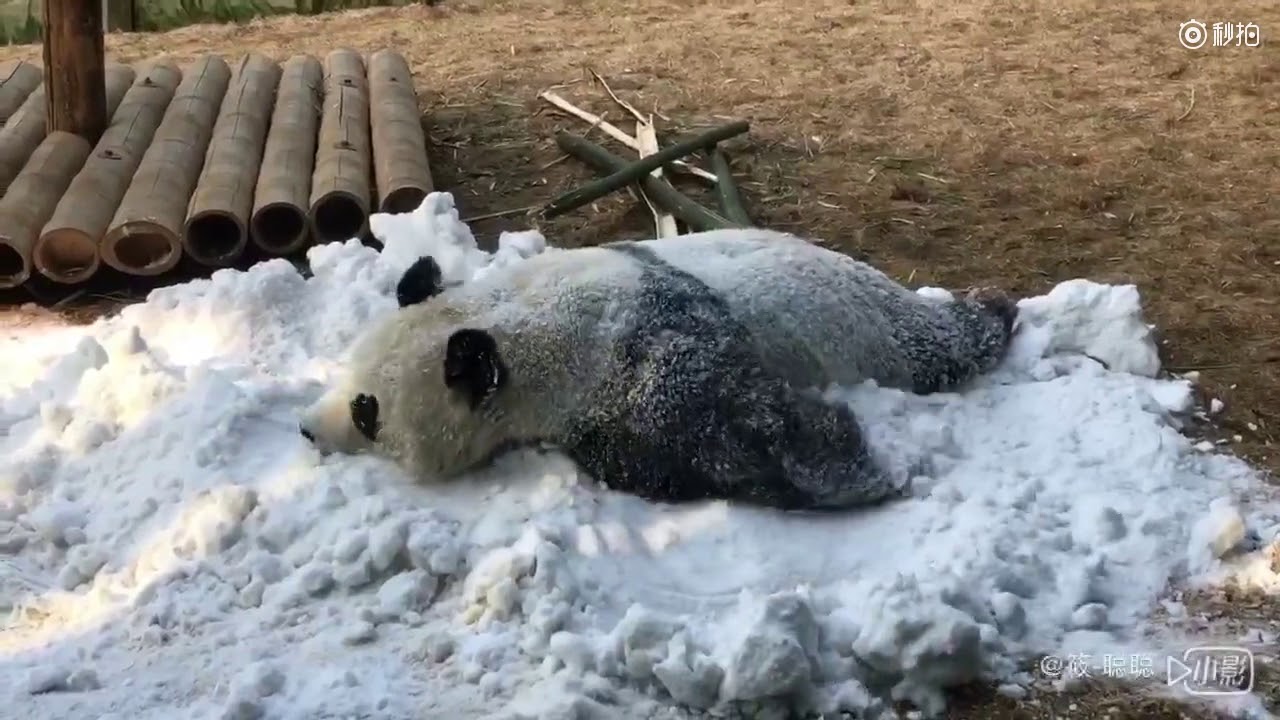 Panda Jin Hu～Crazy Panda Plays in Snow