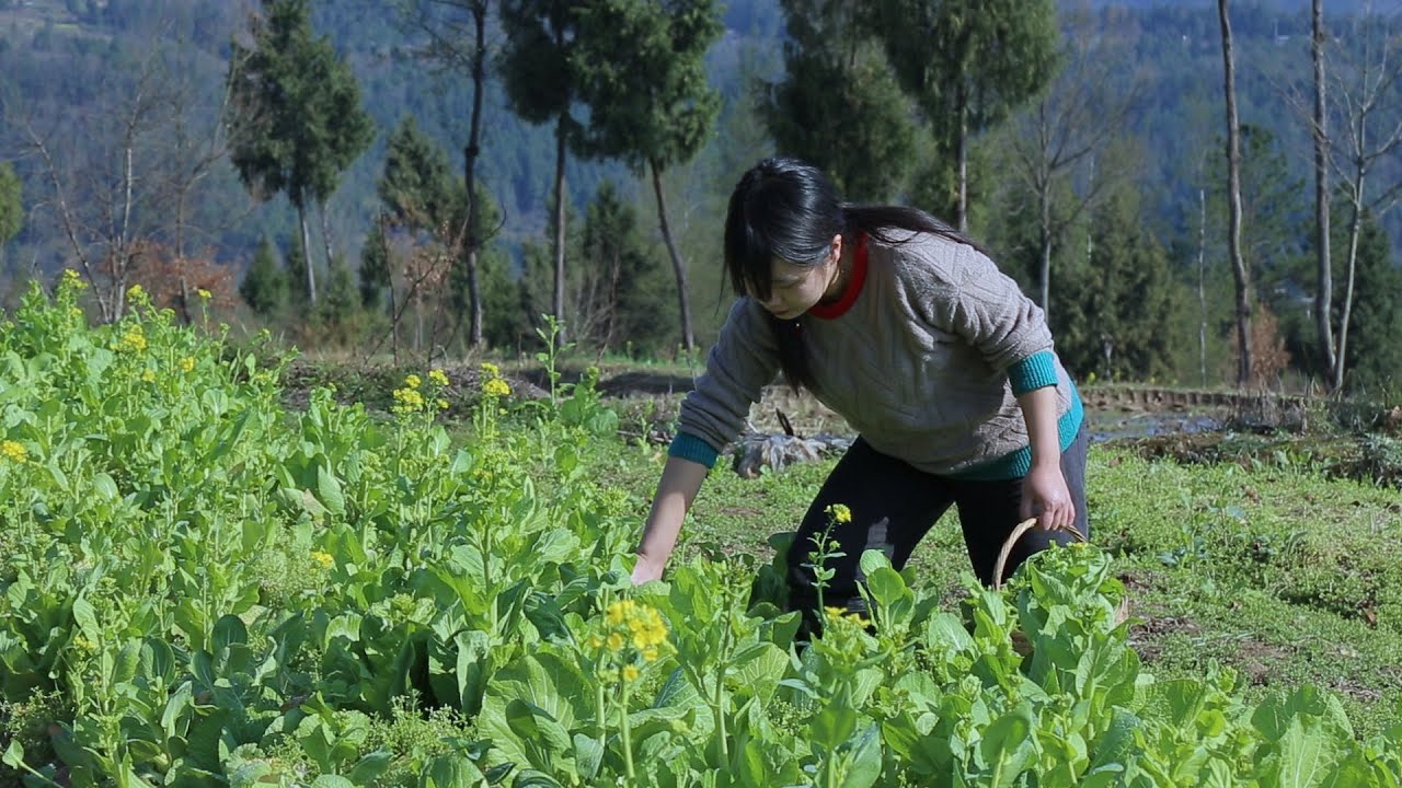 【二米炊烟】又到吃花的季节，香喷喷的腊肉菜花焖饭，没菜也能吃三碗